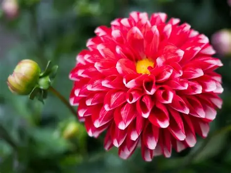 dahlia